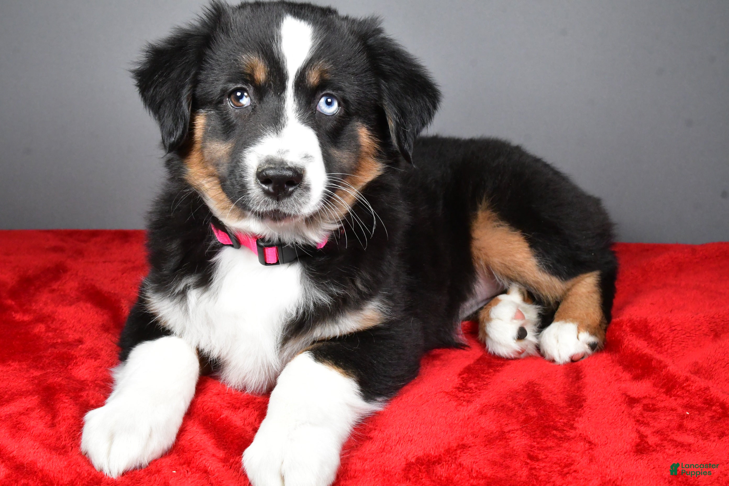Miniature Australian Shepherd dogs Holly - Ad 1