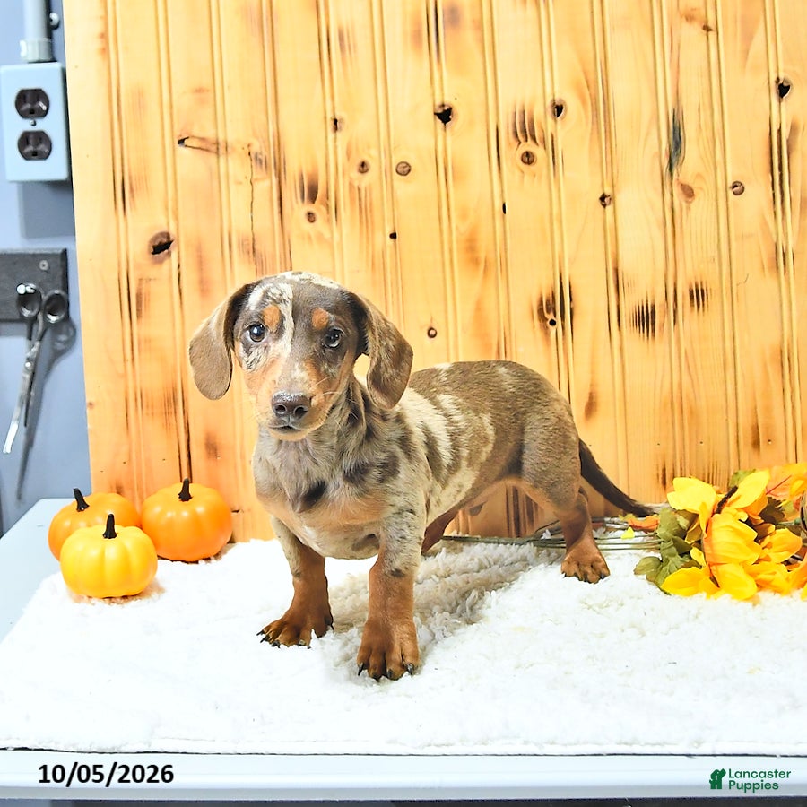 Miniature Dachshund dogs Brody - Ad 2