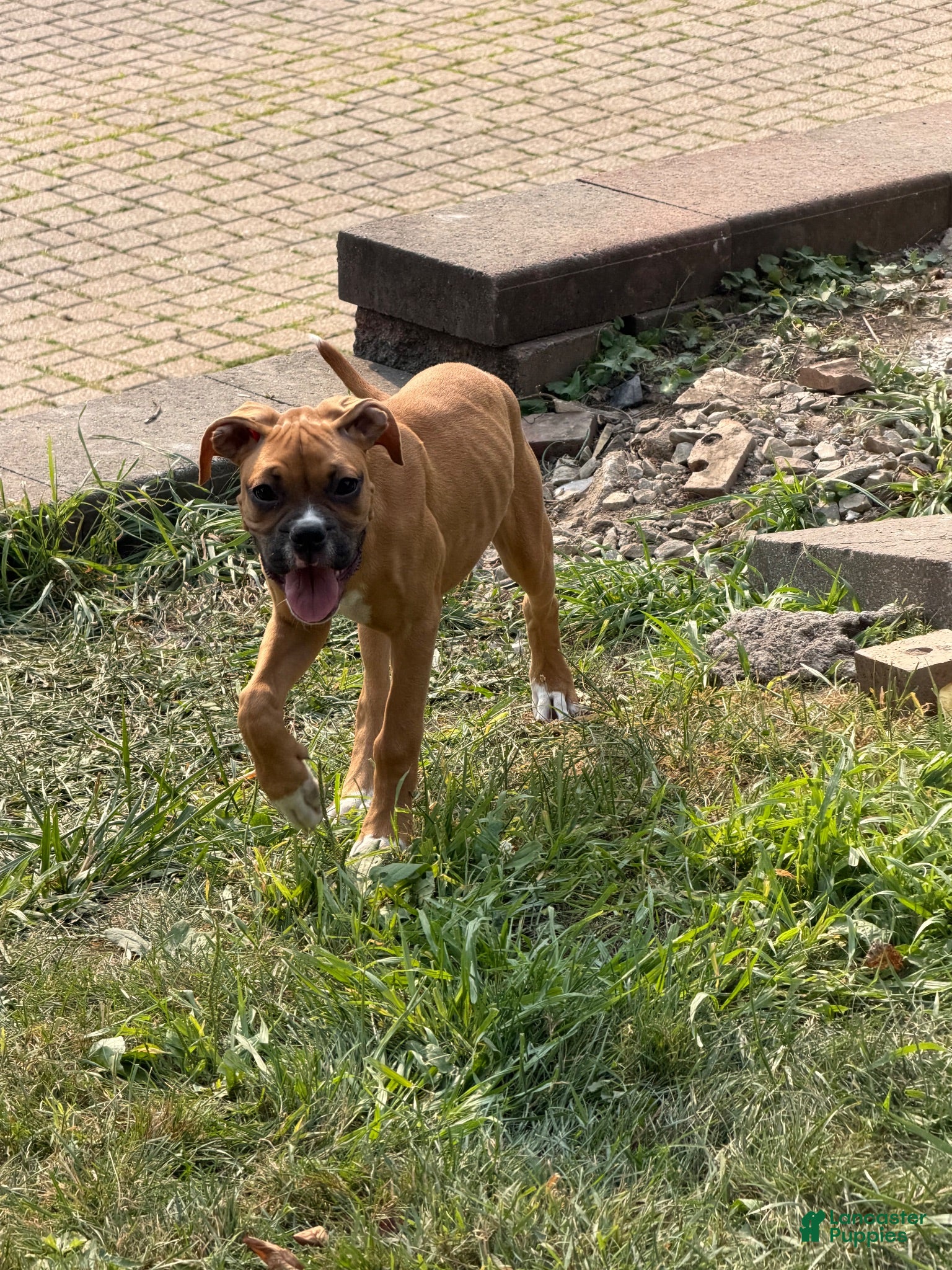 Boxer dogs Love - Ad 37