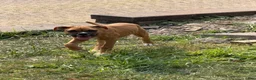Boxer dogs for sale: Love - Ad 1
