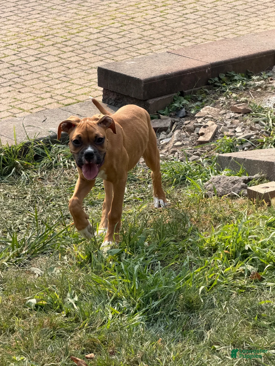 Boxer dogs for sale: Love - Ad 1
