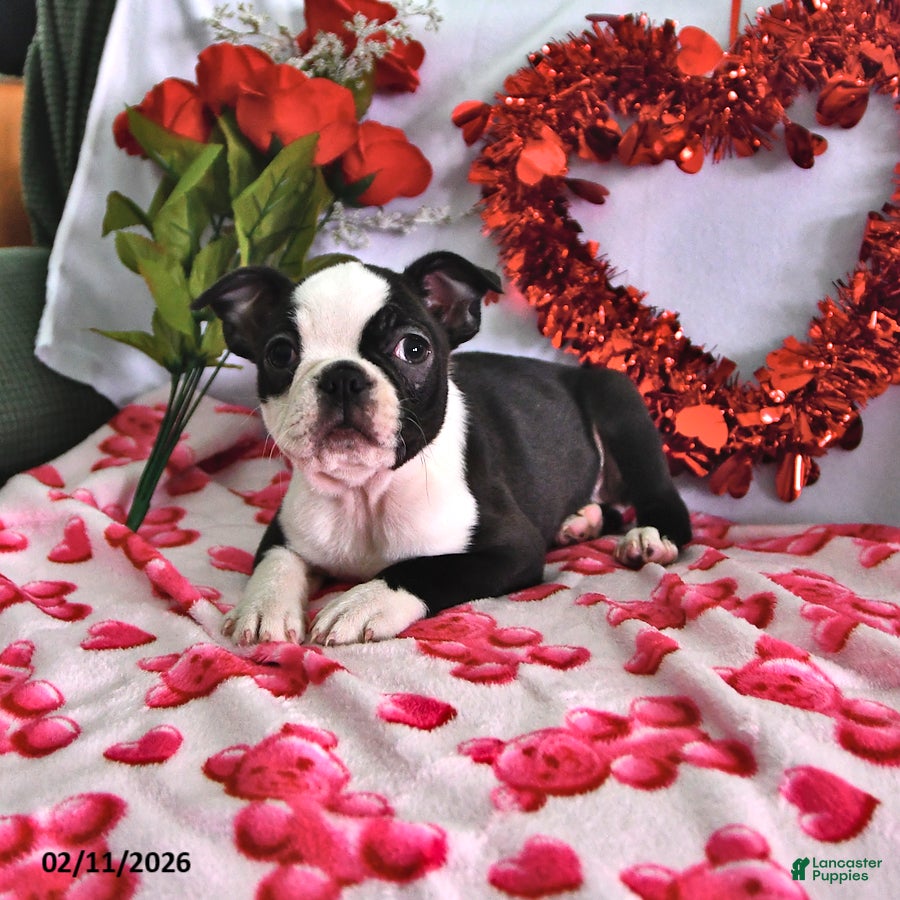 Boston Terrier dogs Queen   - Ad 19
