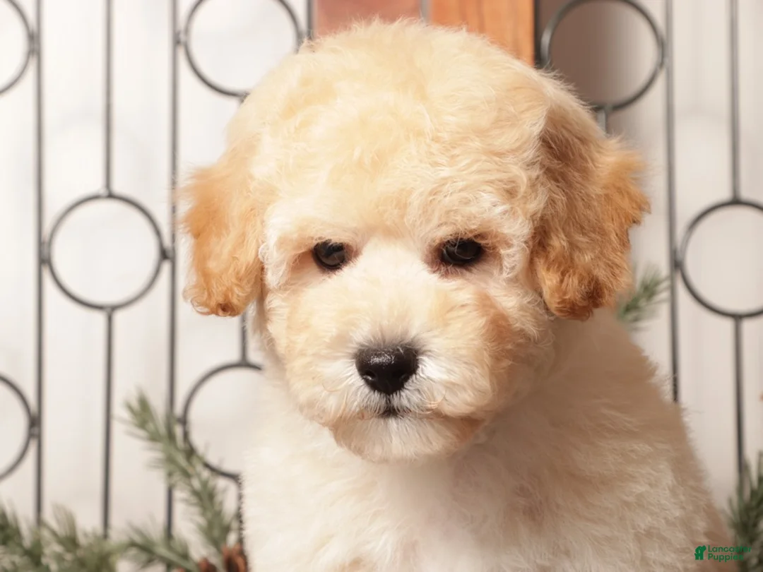 Bichpoo dogs for sale: Bear - Ad 3