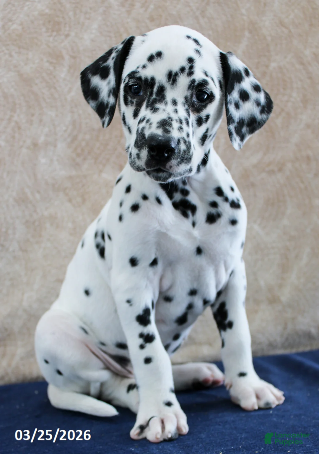 Dalmatian dogs for sale: Addi - Ad 1