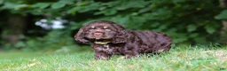 Cocker Spaniel dogs for sale: Lincoln - Ad 4
