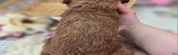 Cockapoo dogs for sale: Nigel - Ad 23