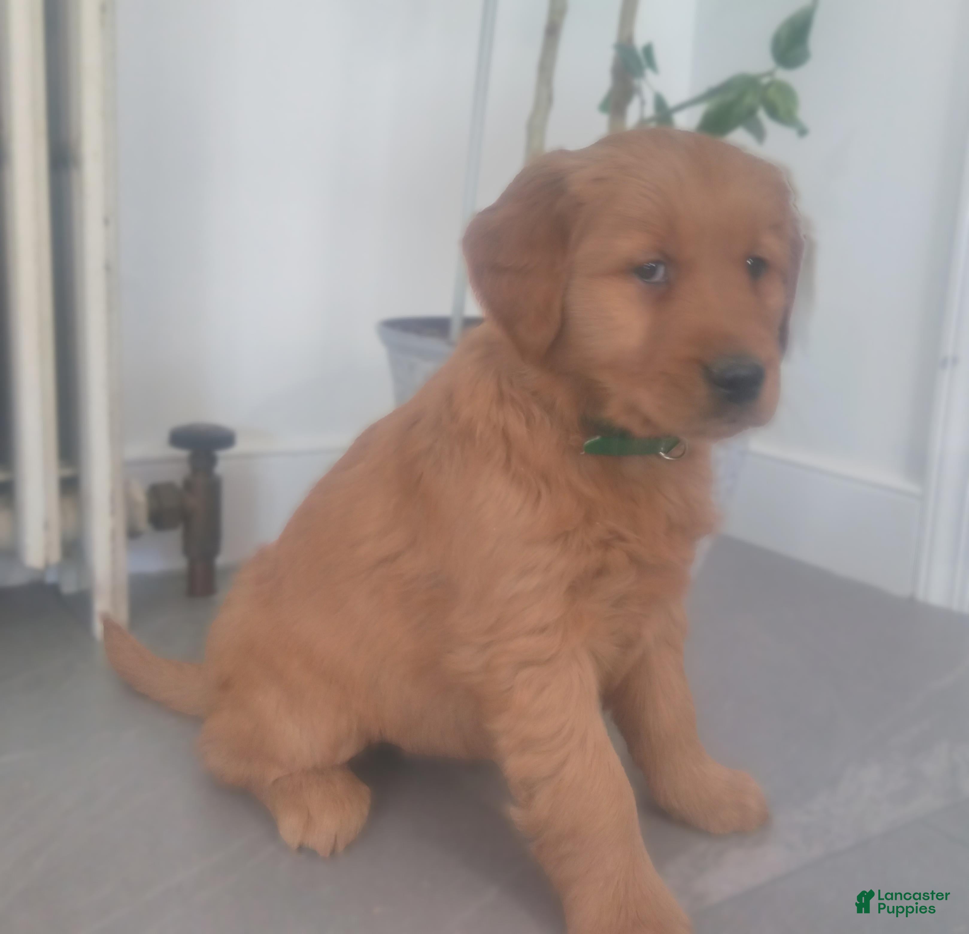 Golden Retriever dogs Honey – (dark green collar)“I’m the sunshine of the litter!” - Ad 2