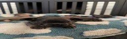 French Bulldog dogs for sale: French Bulldog 3 - Ad 5