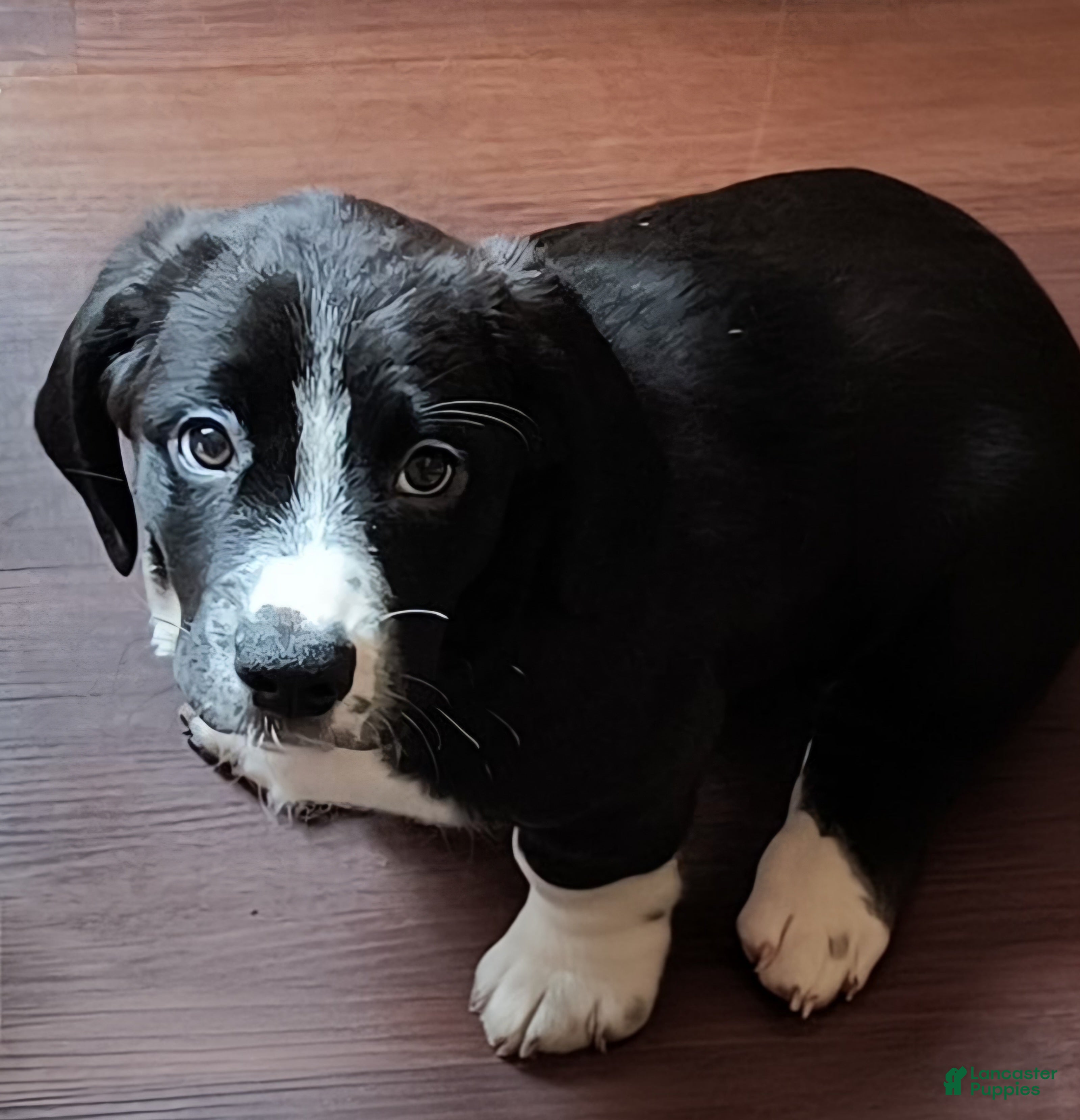 Basset Hound dogs Clover  - Ad 30