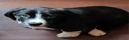 Basset Hound dogs for sale: Clover  - Ad 1