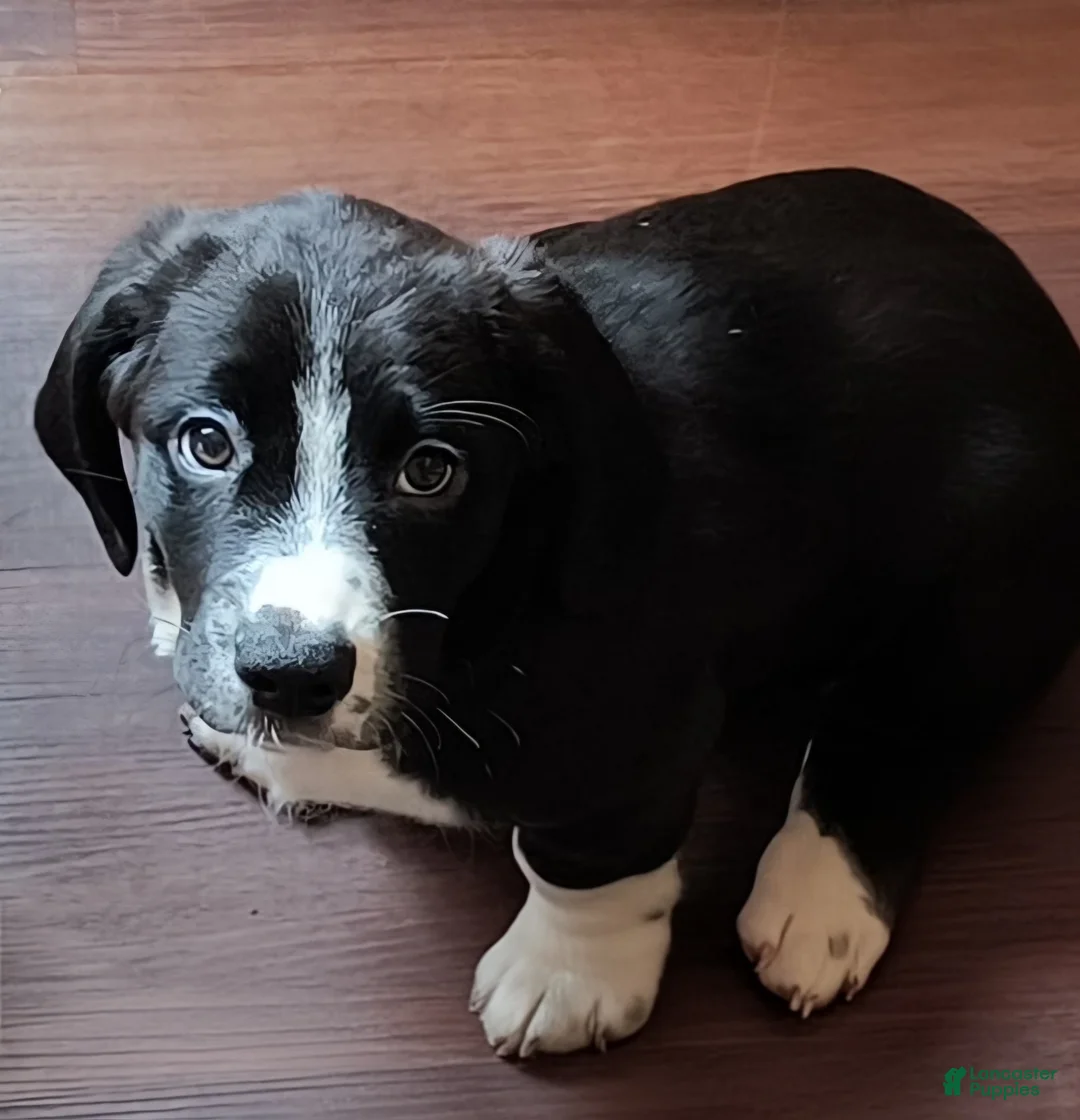 Basset Hound dogs for sale: Clover  - Ad 1