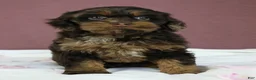 Cockapoo dogs for sale: Magdalena 🍓 - Ad 11