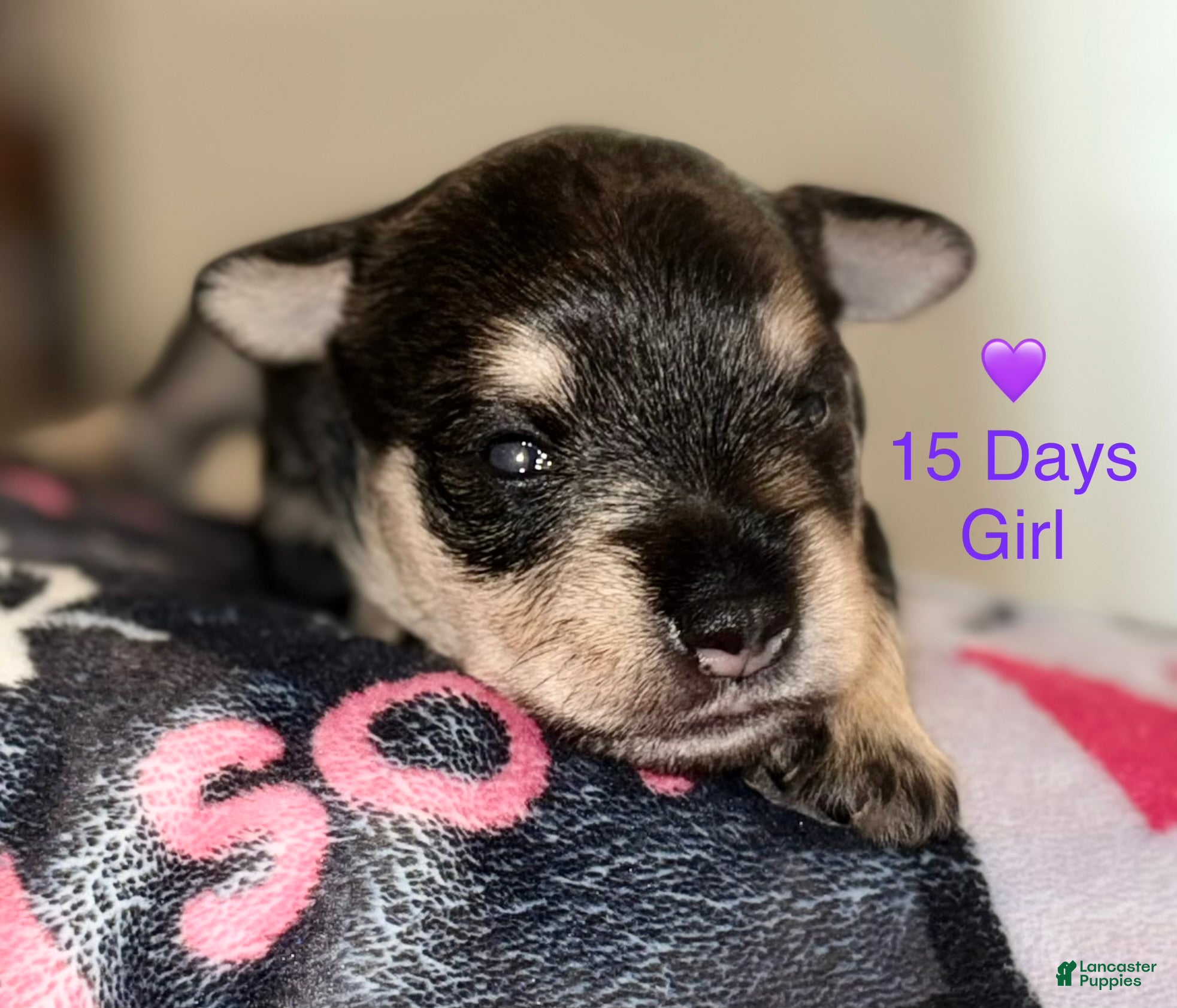 Miniature Schnauzer dogs Miniature Schnauzer 6 - Ad 1