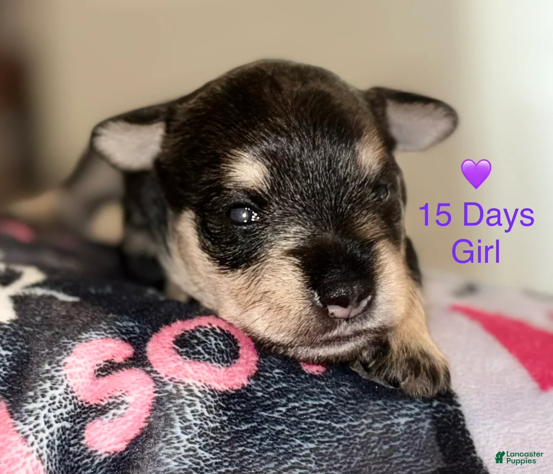 Miniature Schnauzer dogs for sale: Miniature Schnauzer 6 - Ad 1
