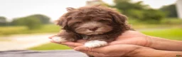 Havanese dogs for sale: Gatsby Havanese  - Ad 11