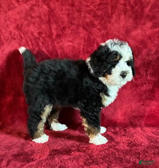 Mini Bernedoodle dogs Teddy - Ad 2