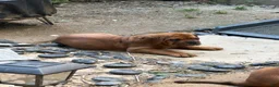 Dogue De Bordeaux dogs for sale: Dogue De Bordeaux 2 - Ad 3