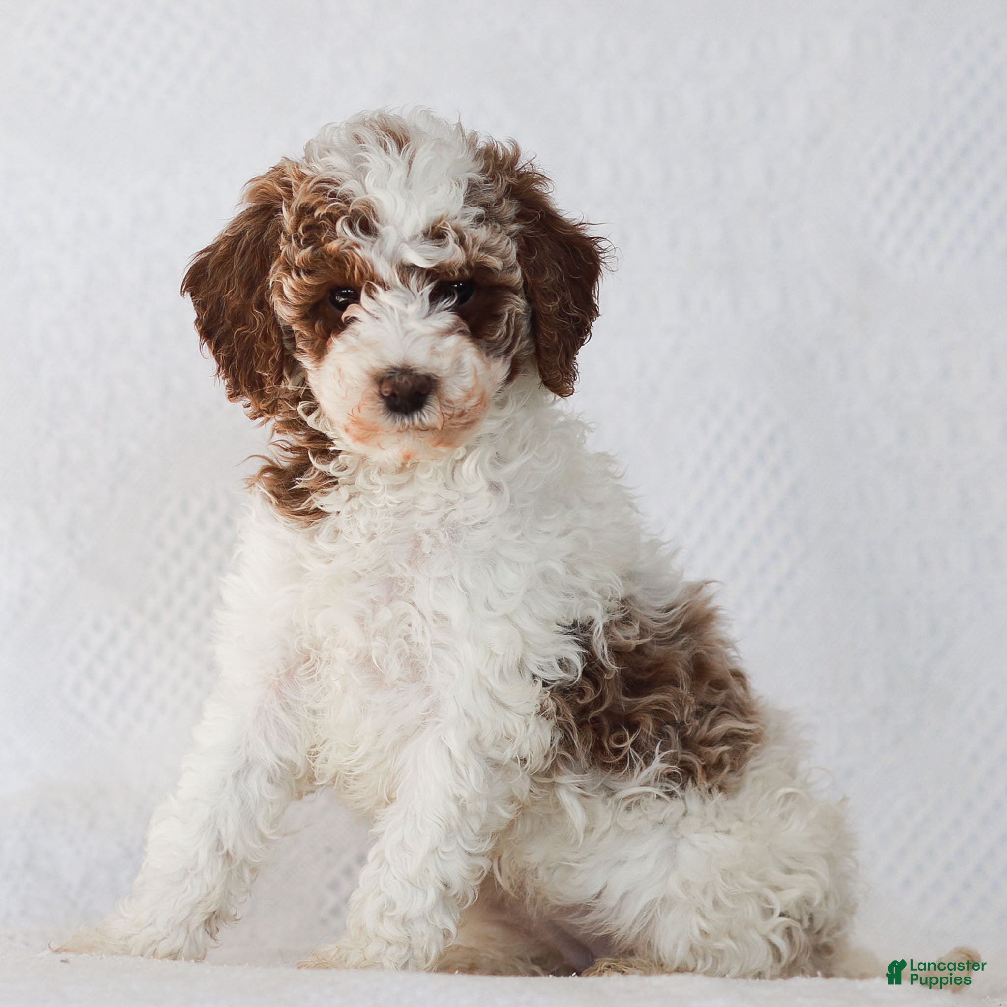 Mixed Breed dogs Rachel - Ad 33