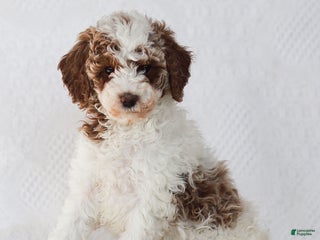 Mixed Breed dogs Rachel - Ad 33