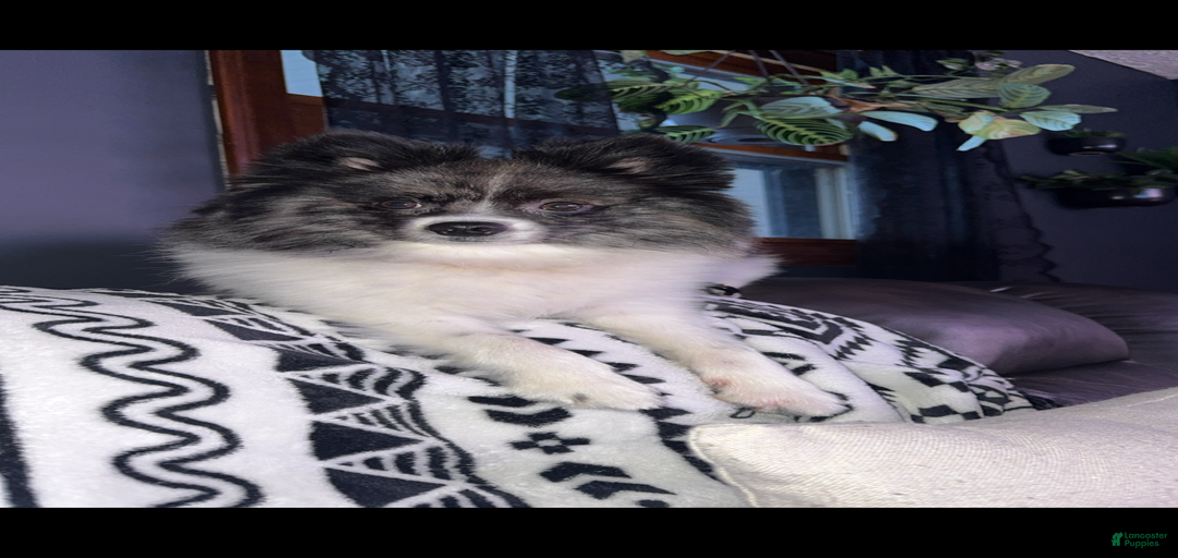 Gallery Image {{count}}