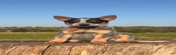 Australian Cattle Dog dogs for sale: Chief - Ad 4