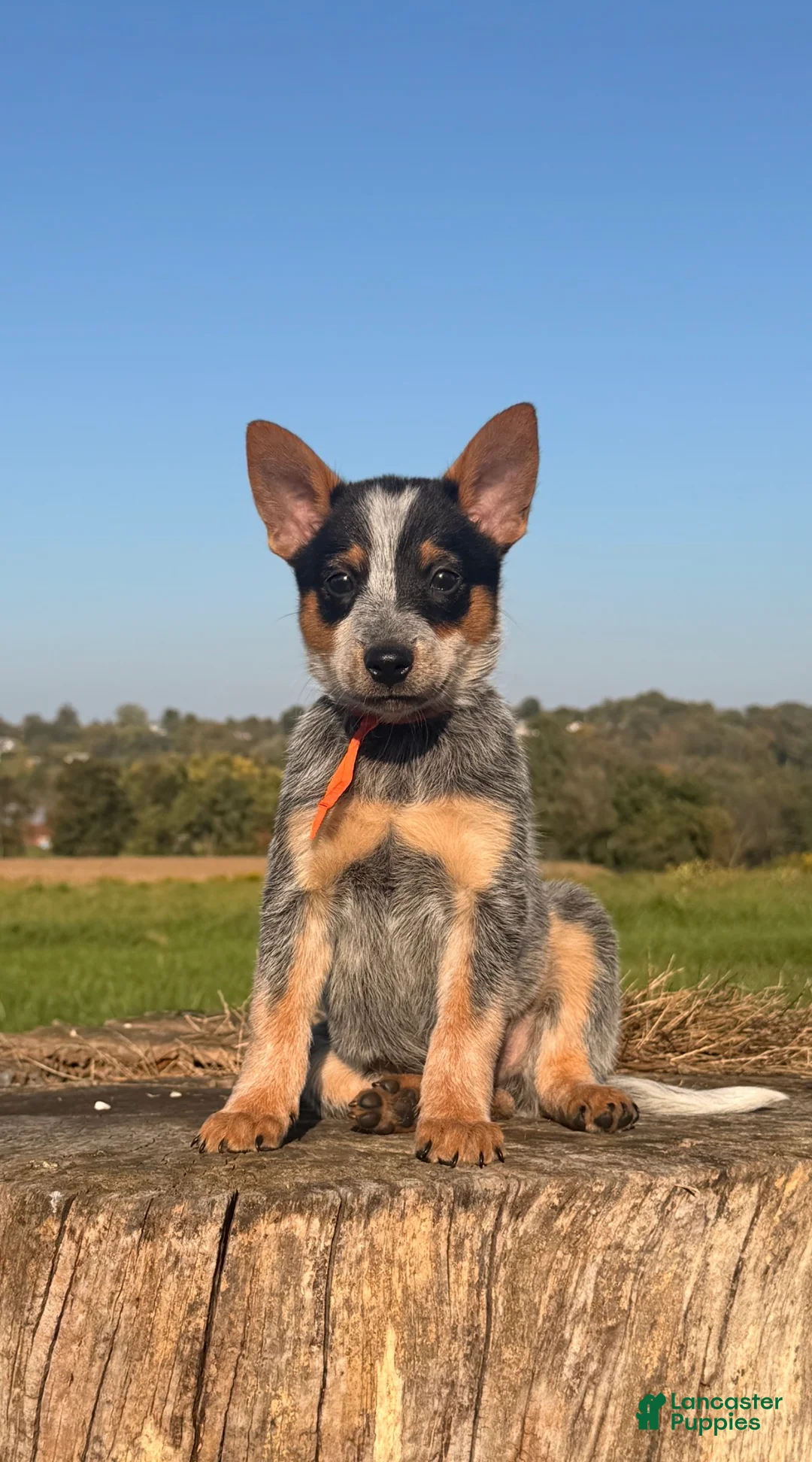 Australian Cattle Dog dogs for sale: Chief - Ad 4