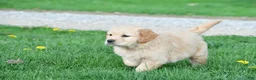 Golden Retriever dogs for sale: Cash - Ad 4