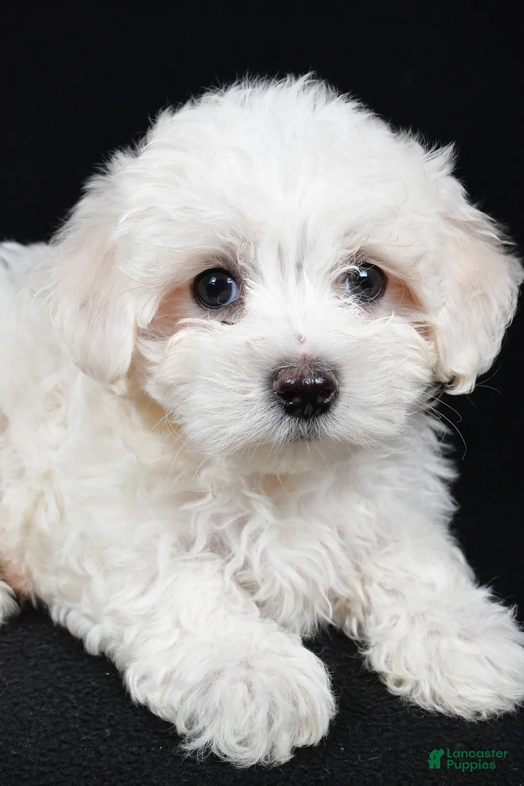 Maltese dogs for sale: Clay - Ad 4