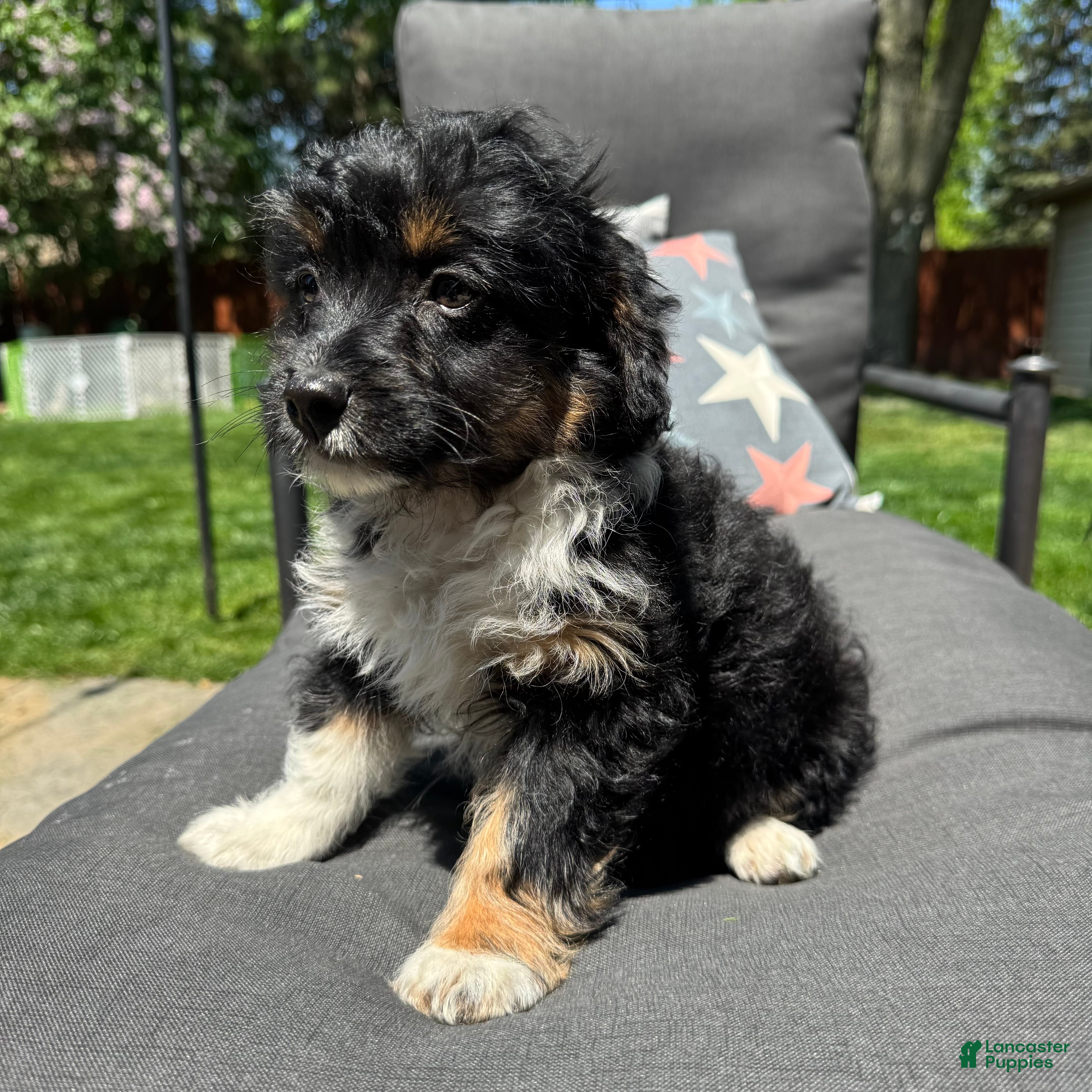 Mixed Breed dogs 1 Rita  - Ad 36
