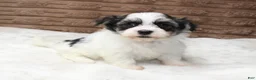 Havanese dogs for sale: Daisy - Ad 2