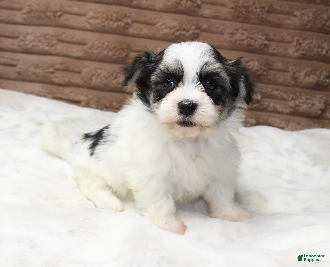 Havanese dogs for sale: Daisy - Ad 2
