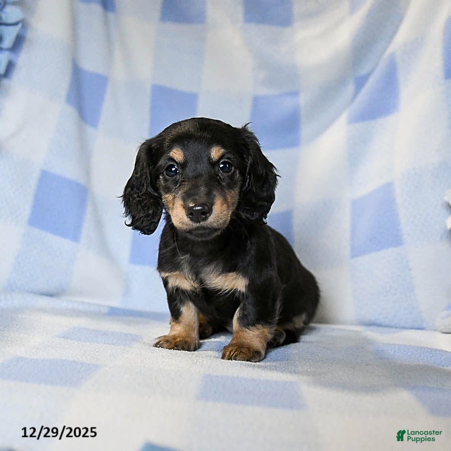Miniature Dachshund dogs Apollo - Ad 10