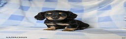 Miniature Dachshund dogs for sale: Apollo - Ad 1