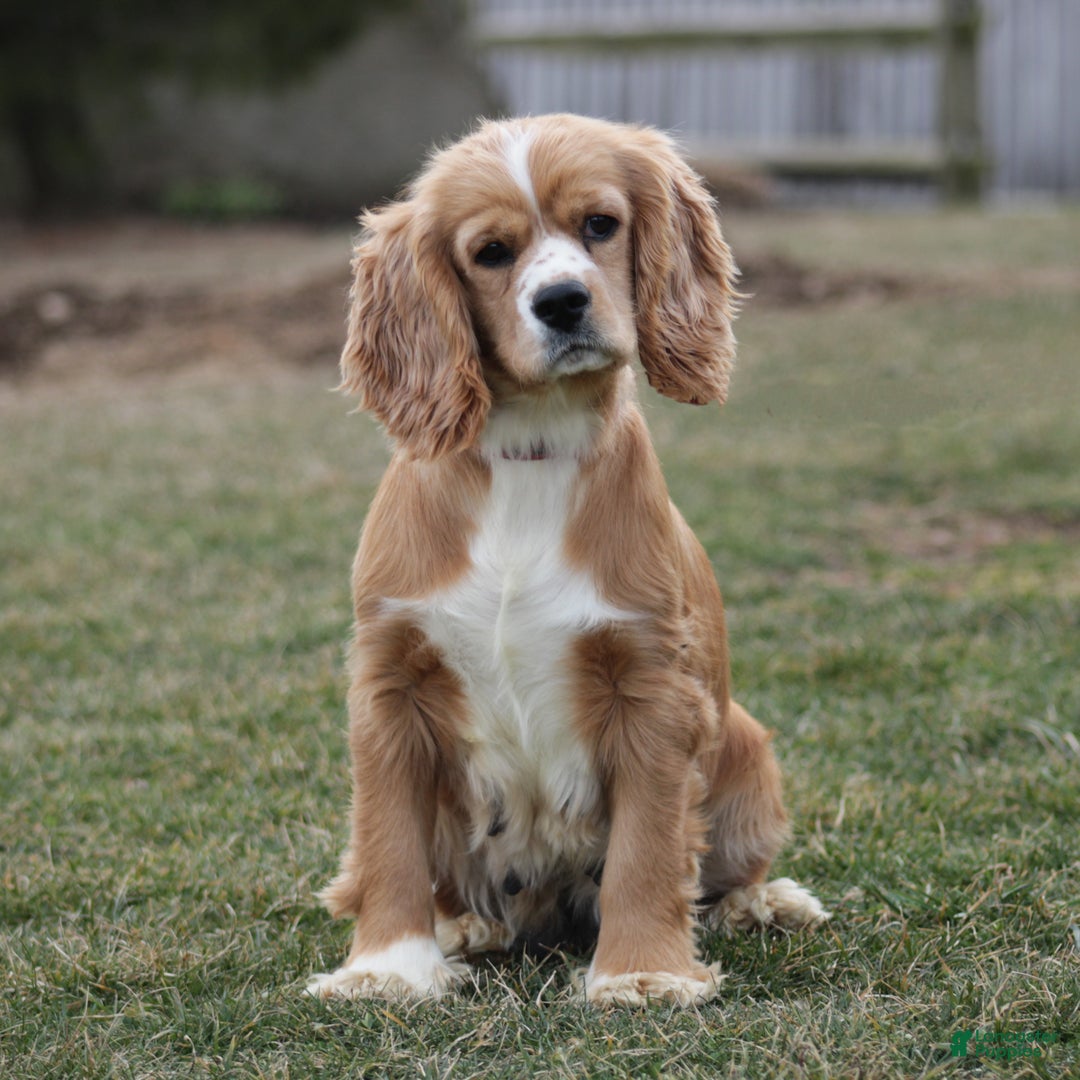 Cockapoo dogs for sale: Geneva - Ad 5