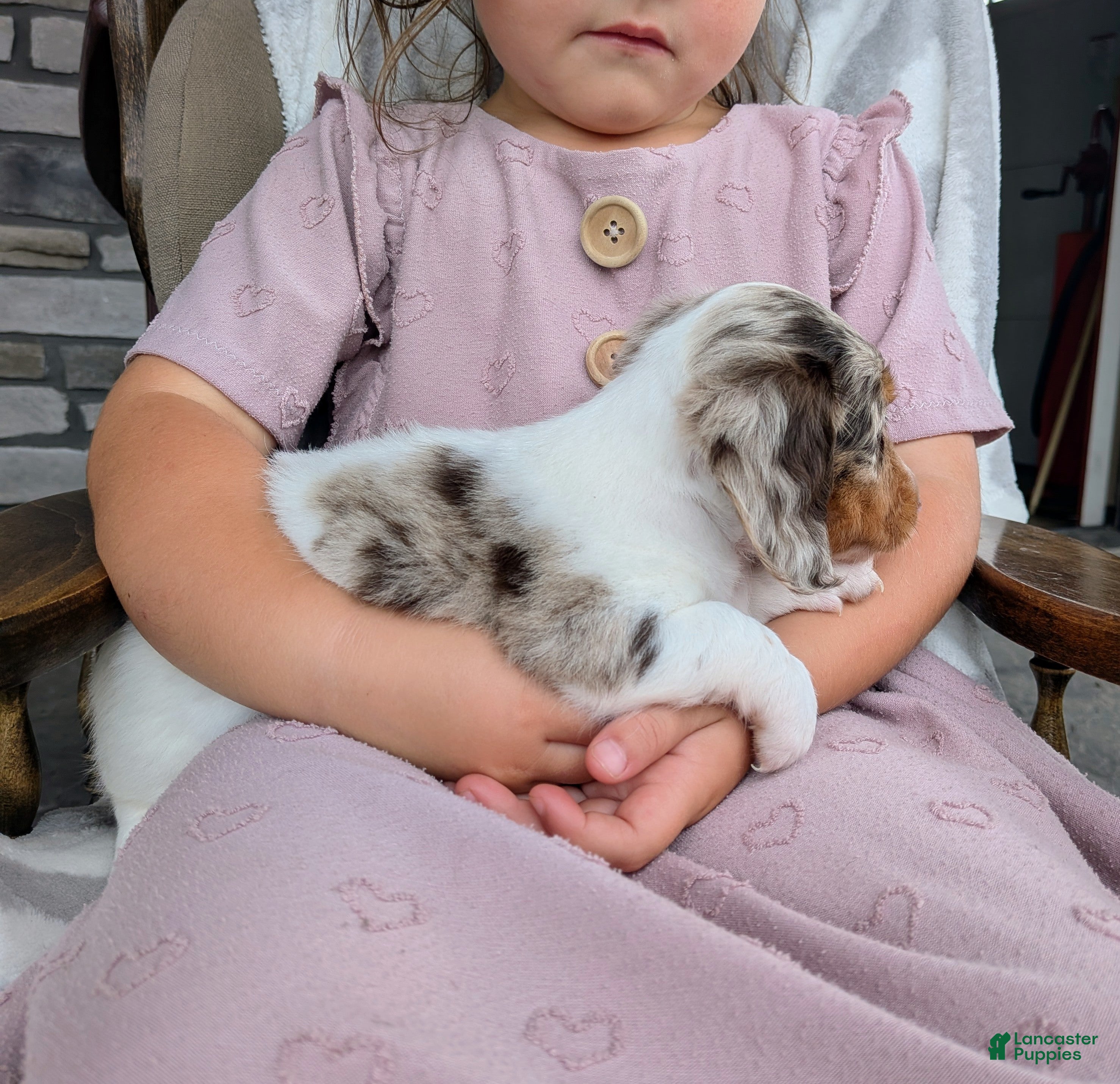 Miniature Dachshund dogs Miniature Dachshund 5 - Ad 2