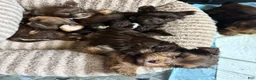 Yorkshire Terrier dogs for sale: Mocha - Ad 4