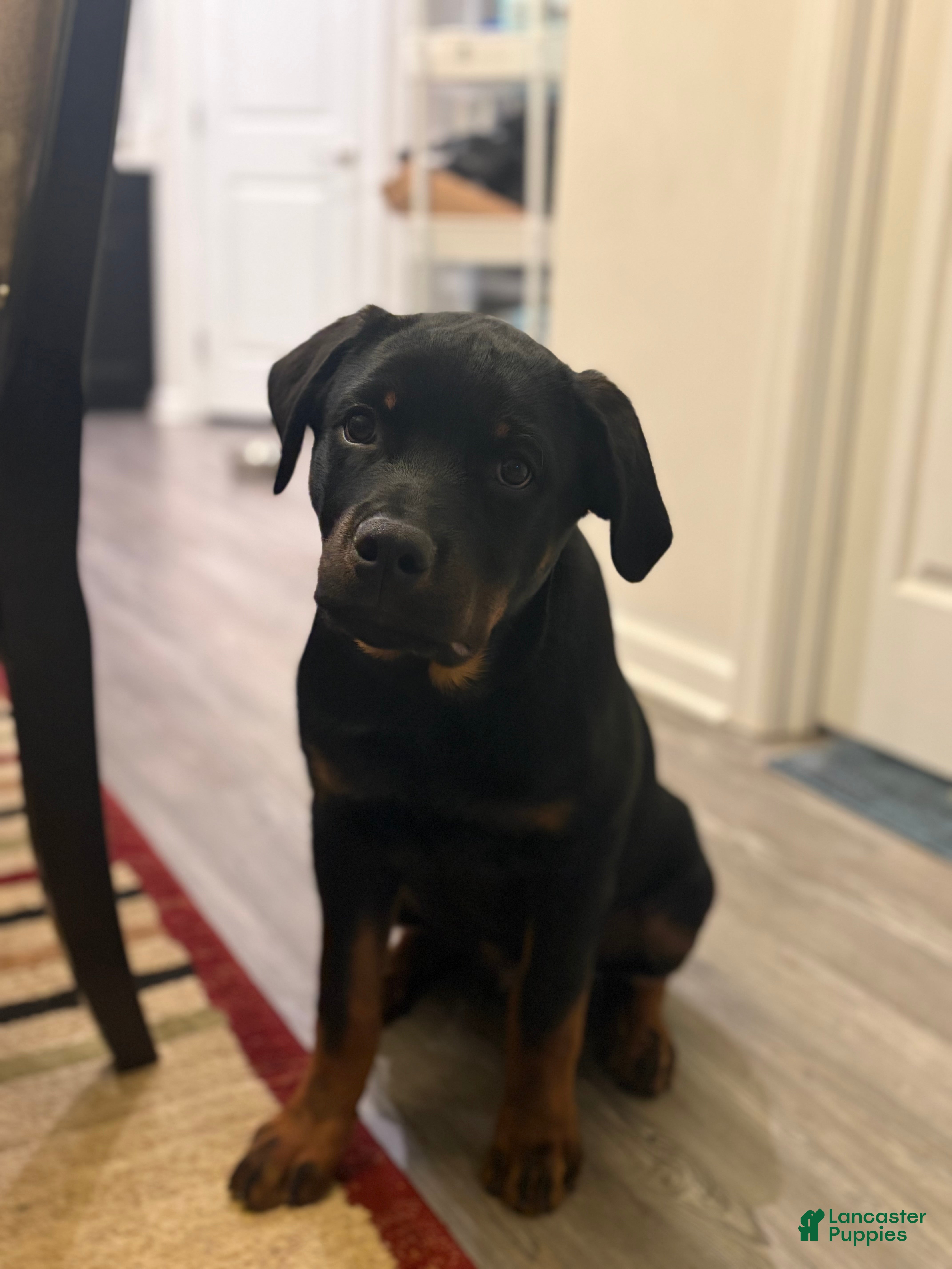 Rottweiler dogs for sale: Cash - Ad 2