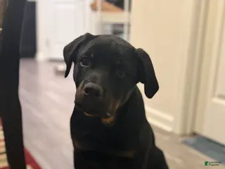 Rottweiler dogs Cash - Ad 32