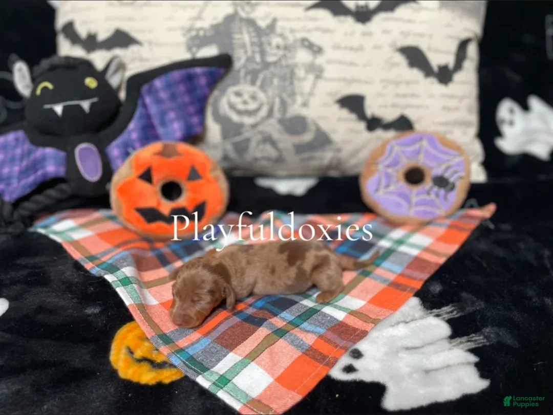 Miniature Dachshund dogs for sale: Ravioli's Smooth Coat Chocolate & Tan Dapple Girl - Ad 2