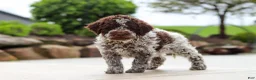 Lagotto Romagnolo dogs for sale: Bluey - Ad 4