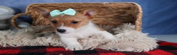 Welsh Corgi Pembroke dogs for sale: Maggie - Ad 6