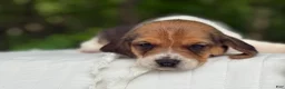 Beagle dogs for sale: Addie - Ad 16