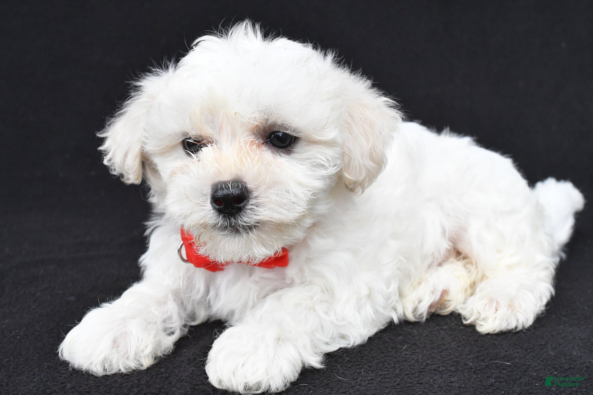 Maltipoo dogs Bruce - Ad 1