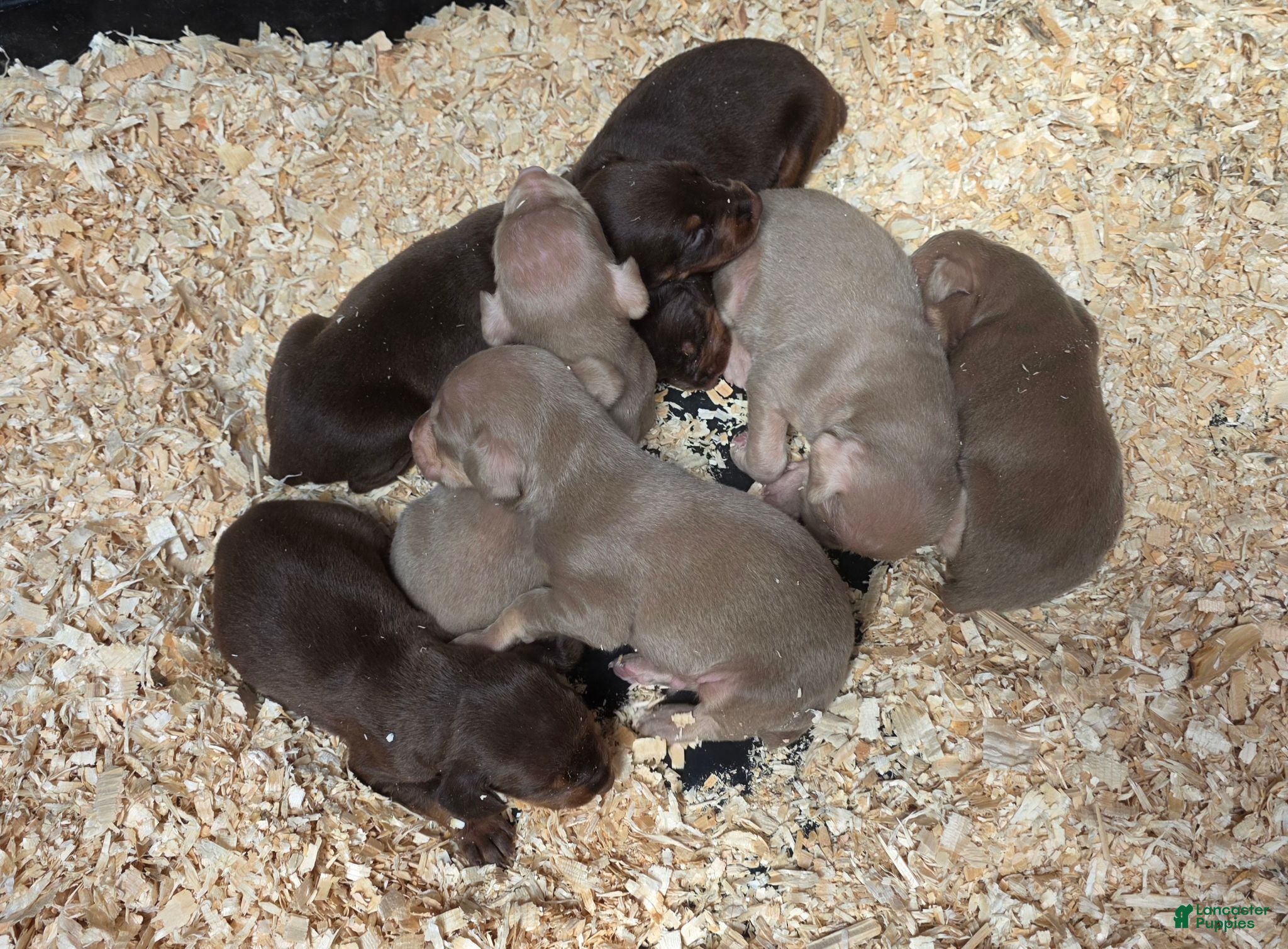 Doberman Pinscher dogs Doberman Pinscher 3 - Ad 7