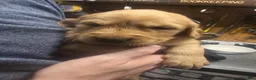 Golden Retriever dogs for sale: Yellow Girl - Ad 8