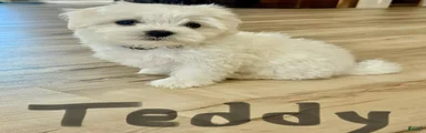 Teddy