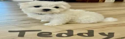 Maltese dogs for sale: Teddy - Ad 1