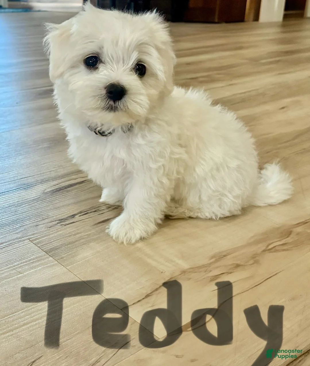 Maltese dogs for sale: Teddy - Ad 1