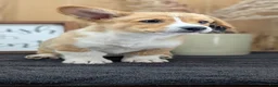 Welsh Corgi Pembroke dogs for sale: Namor  - Ad 6
