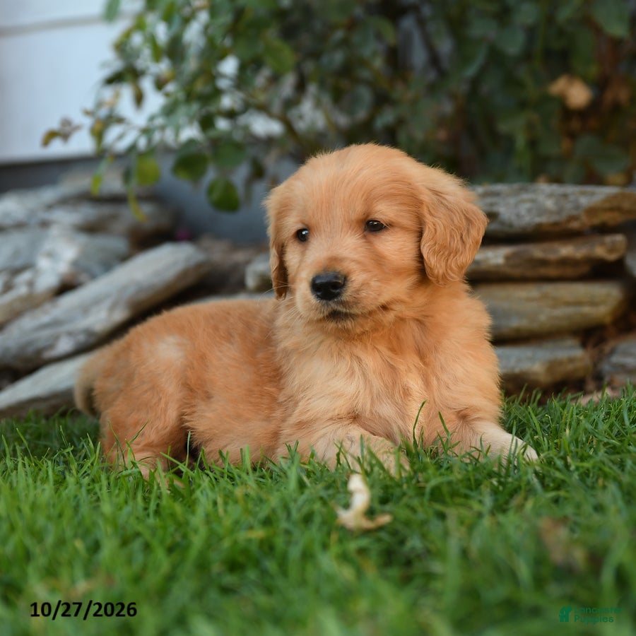 Golden Retriever dogs for sale: Banner - Ad 2
